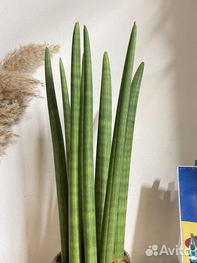 Сансевиерия цилиндрика большая