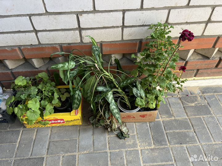 Герань, аглаонема