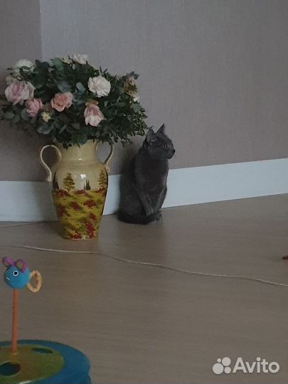 Кот приглашает на вязку