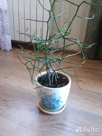 Тпрукали цветок