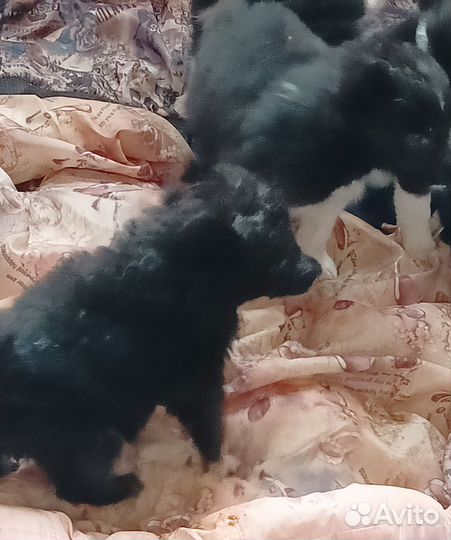 Восточно сибирская лайка