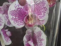 Орхидея фаленопсис Пандора pandora