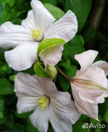 Растения для сада