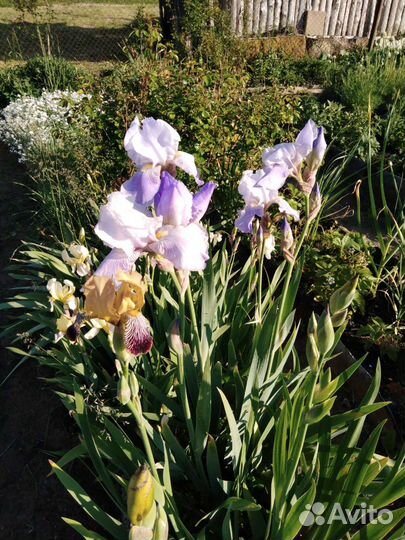 Ирисы