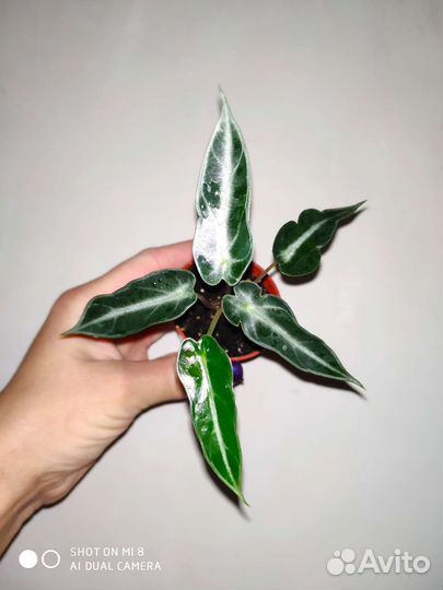 Совместные закупки цветов