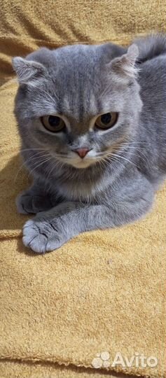 Котята бесплатно