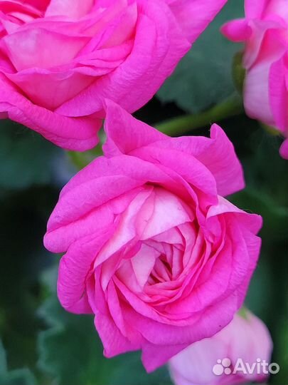 Пеларгония герань