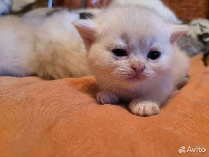 Экзотические