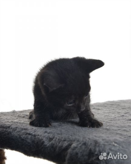 Котенок черный