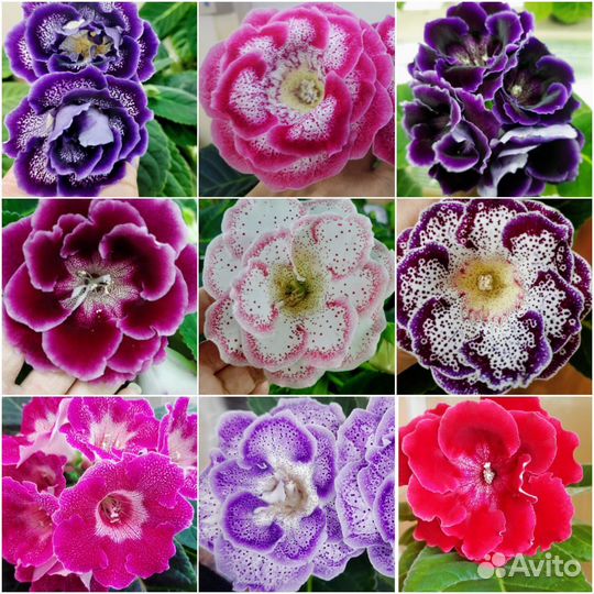 Листочки глоксиний