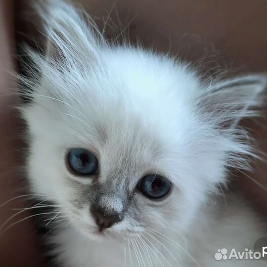 Котенок редкой породы