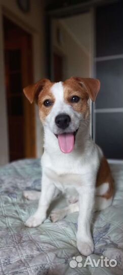 Кобель Джек Рассел Терьер для вязки