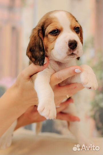 Щенки бигль