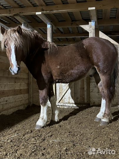 Жеребец тяжеловоз