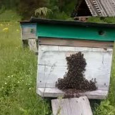 Пчелы и улья