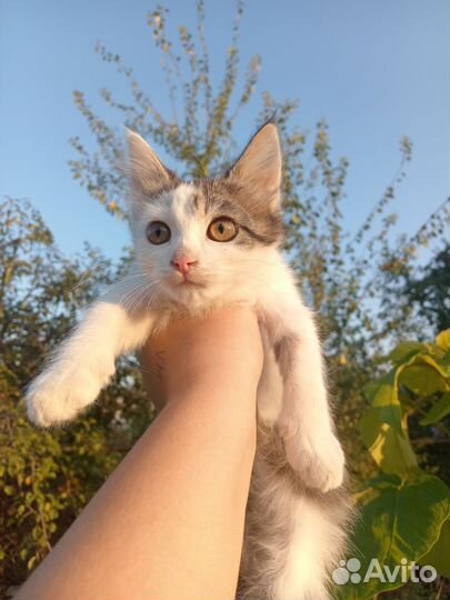 Двортерьер кошка