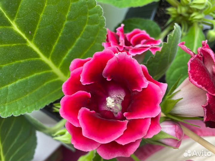 Глоксиния махровая, глоксиния тигровая