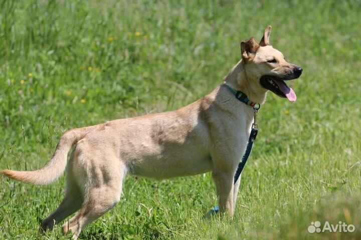 Собака Сьюзи