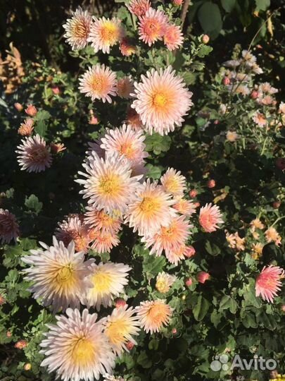 Хризантемы мультифлора, корейские