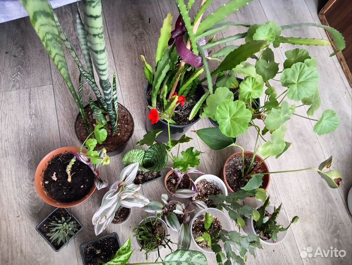 Освобождаю подоконник. Цветы