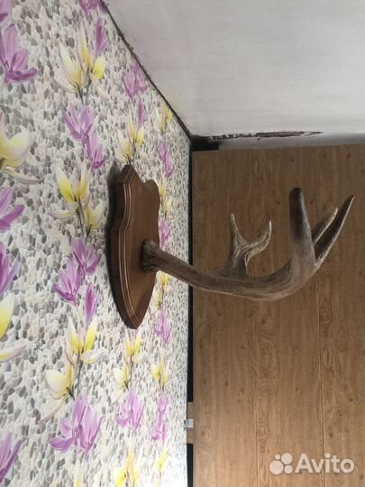 Рога лося на медальоне