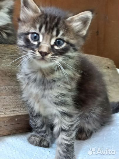 2 кота и кошечка