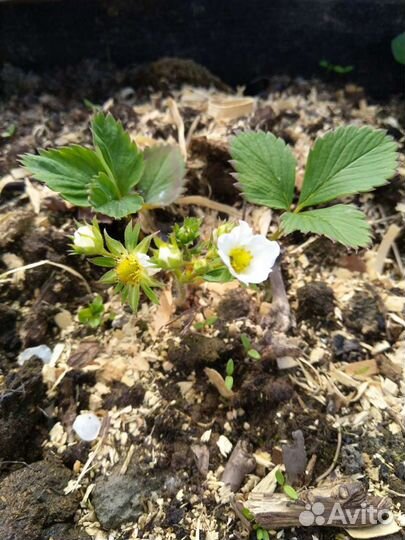 Клубника и цветы многолетние