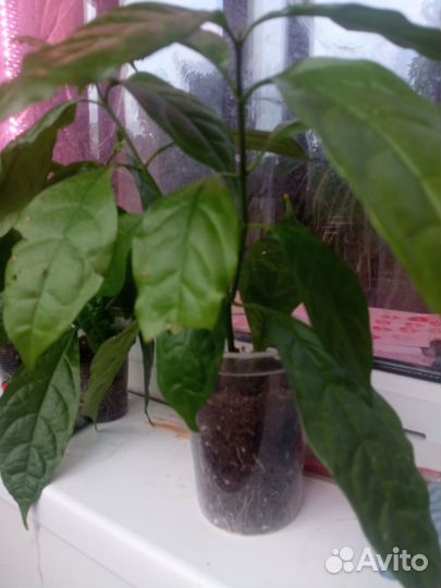 Витфельдия/уйатфельдия