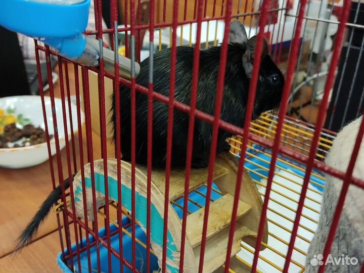 Чилийская белка Дегу