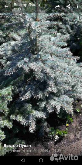 Голубая ель