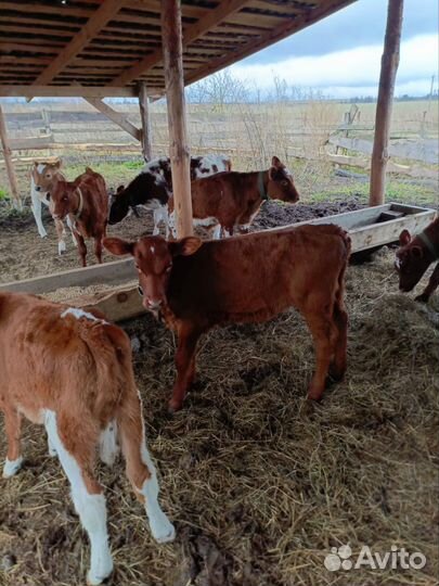 Телочки айрширские