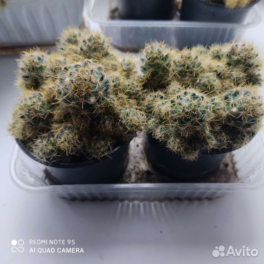 Кактус маммилярия
