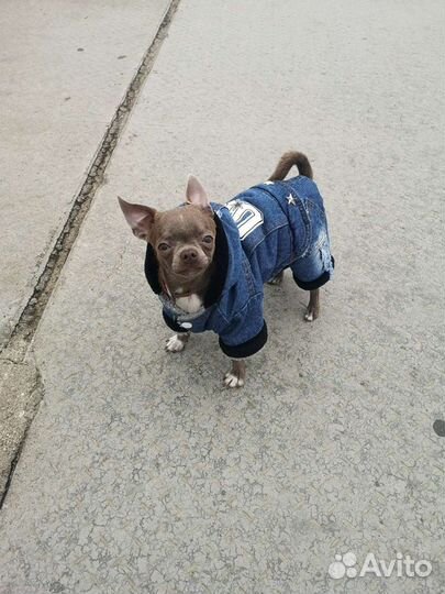 Вязка Чихуахуа