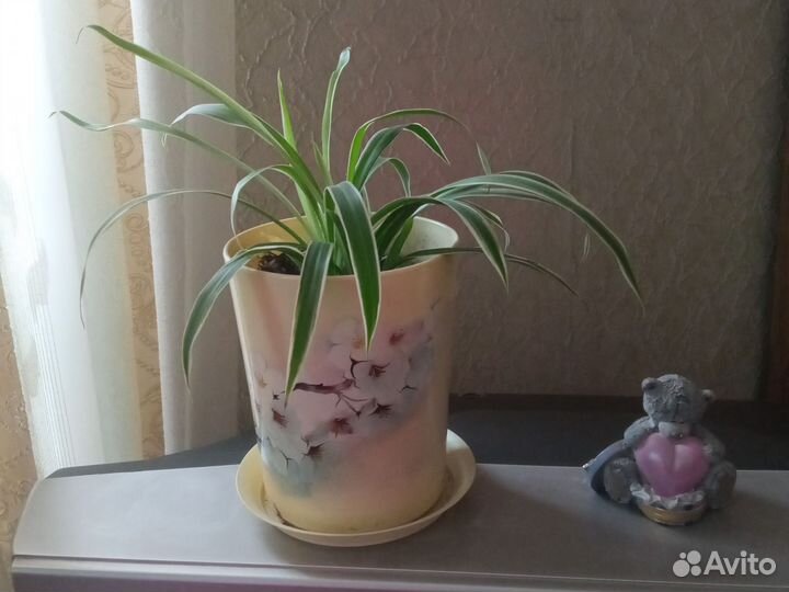 Хлорофитум