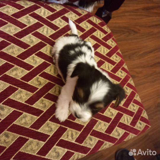 Щенки бивер йорка