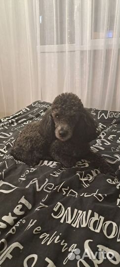 Вязка карликовый пудель