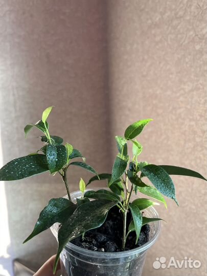 Фикус Наташа