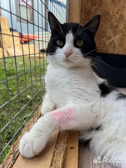 Котик в добрые руки бесплатно