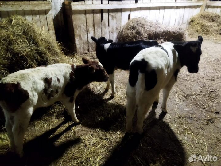 Телята и коровы