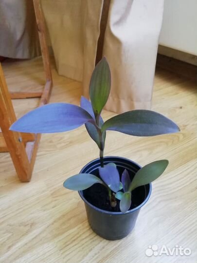 Традесканция рео