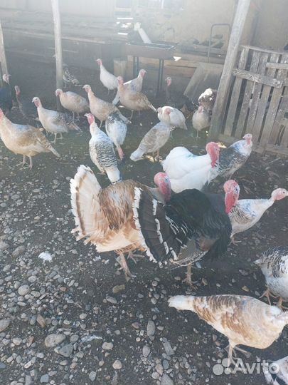 Индюки домашние