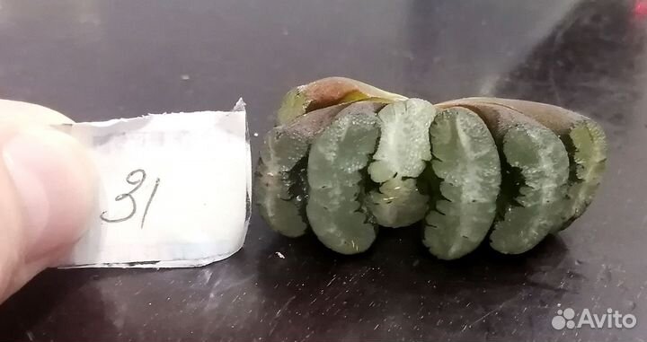 Редкие суккуленты Haworthia truncata