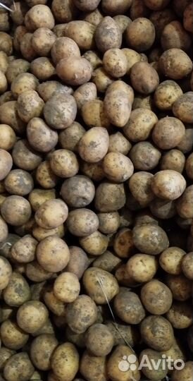Продам мелкий картофель