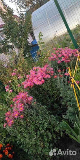 Молочай,Хризантема,Гелиопсис,Ромашка,Золотарник