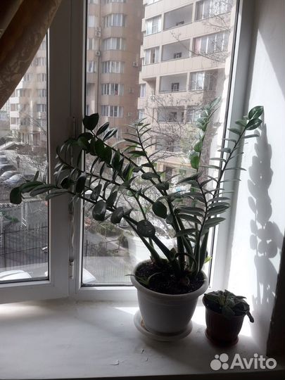 Замиокулькас