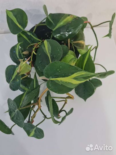 Филодендрон Сканденс Бразил