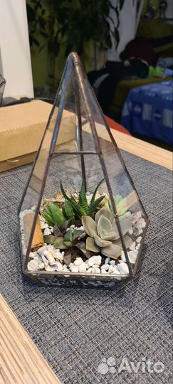 Флорариум суккуленты геометрия