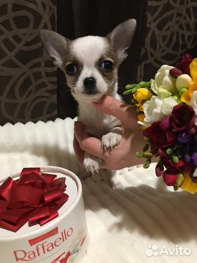 Мини малышки чихуахуа