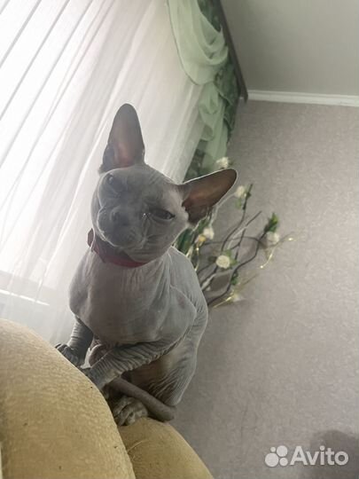 Донской сфинкс