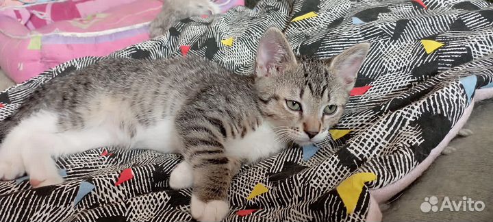 Котенок 2 месяца